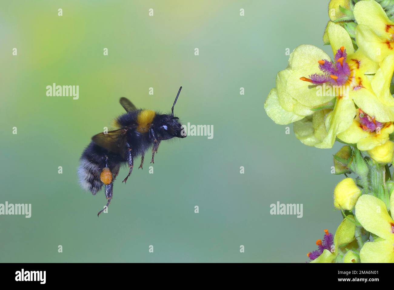 Giardino Bumblebee (Megabombus hortorum), in volo, foto ad alta velocità della natura, vola al mullein scuro (Verbascum nigrum), Siegerland, Nord Foto Stock