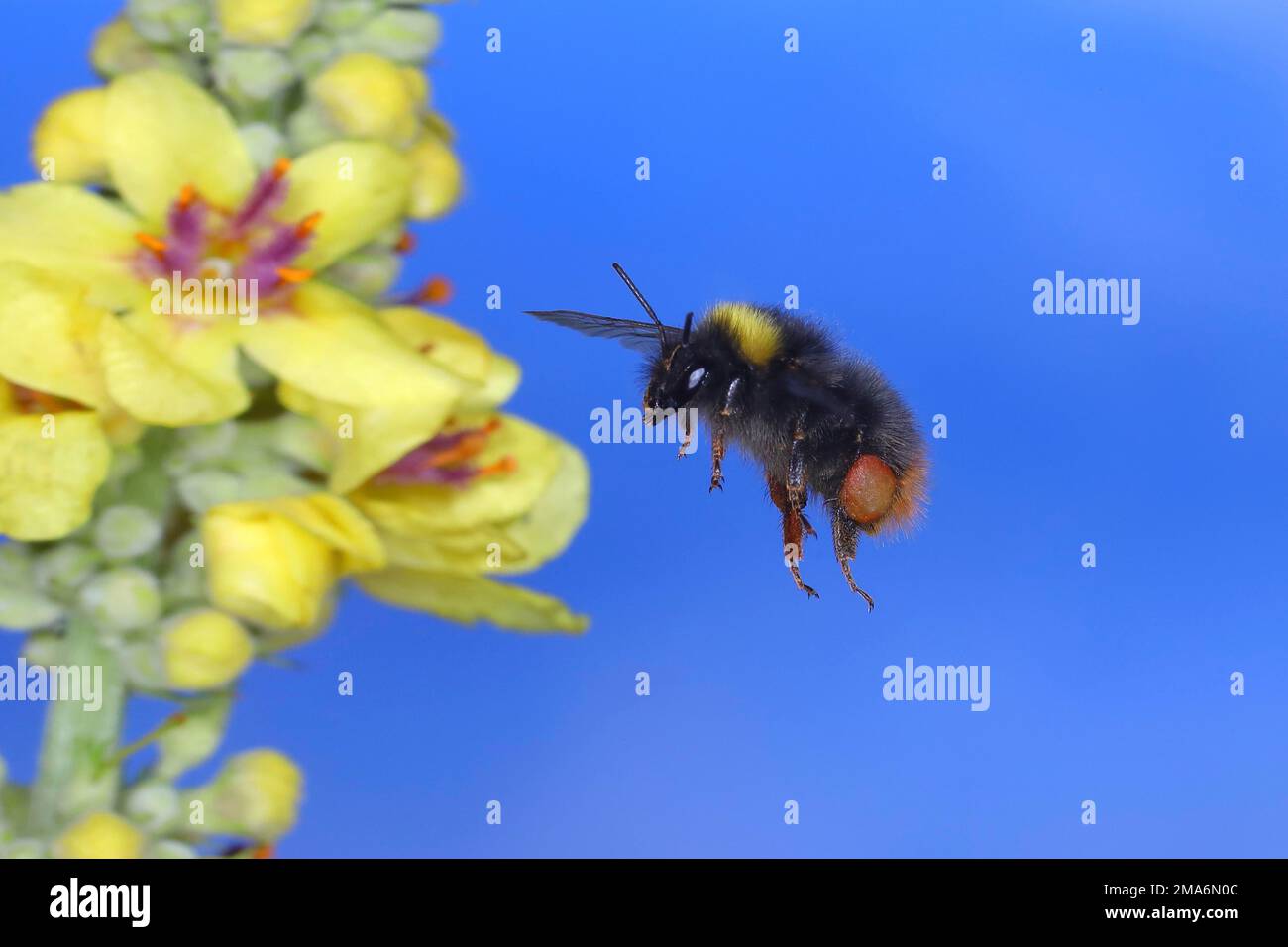Prato Bumblebee (Pyrobombus pratorum), in volo, foto ad alta velocità della natura, volando al mullein scuro (Verbascum nigrum), Siegerland, Nord Foto Stock