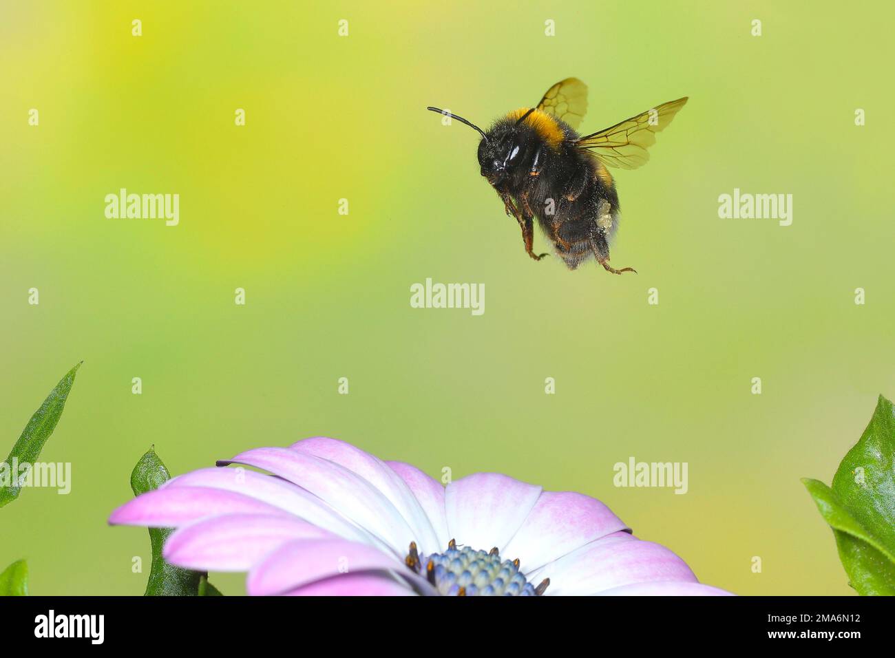 Bumblebee terra scura (Bombus terrestris), in volo, foto ad alta velocità della natura, volando tra il mullein nero scuro (Verbascum nigrum), Siegerland, Nord Foto Stock