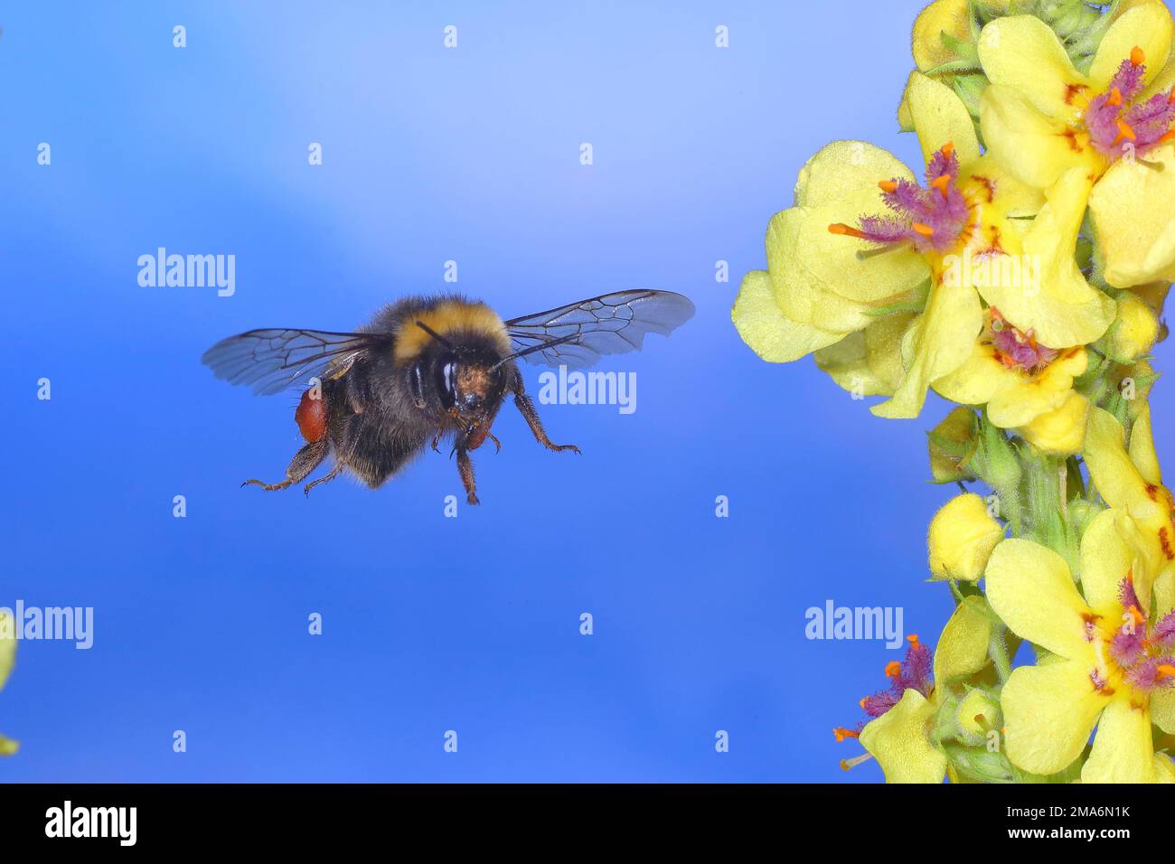 Bumblebee terra scura (Bombus terrestris), in volo, foto ad alta velocità della natura, volando al mullein scuro (Verbascum nigrum), Siegerland, Nord Foto Stock