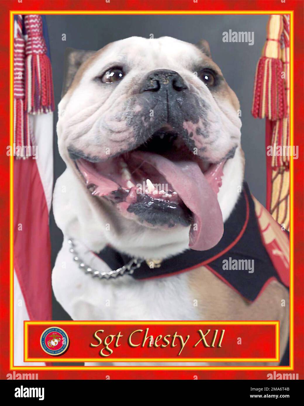 Chesty XII, US Marine Corps (USMC) Mascot, promosso al rango di Sergente (SGT) il 01 agosto 2005. SGT Chesty XII, proviene da una lunga serie di Bulldogs inglesi, che negli ultimi decenni sono stati i mascotte del corpo dei Marine; un simbolo dell'ethos, l'esprit de Corps, e un aspro spirito di combattimento che ci fa risaltare Marines dalla folla. È decorato con la Medaglia alla Difesa Nazionale, la Medaglia alla Guerra Mondiale sul terrorismo (GWOT) e la Medaglia alla buona condotta. Base: Marine Corps base, Quantico Stato: Virginia (VA) Paese: Stati Uniti d'America (USA) Foto Stock