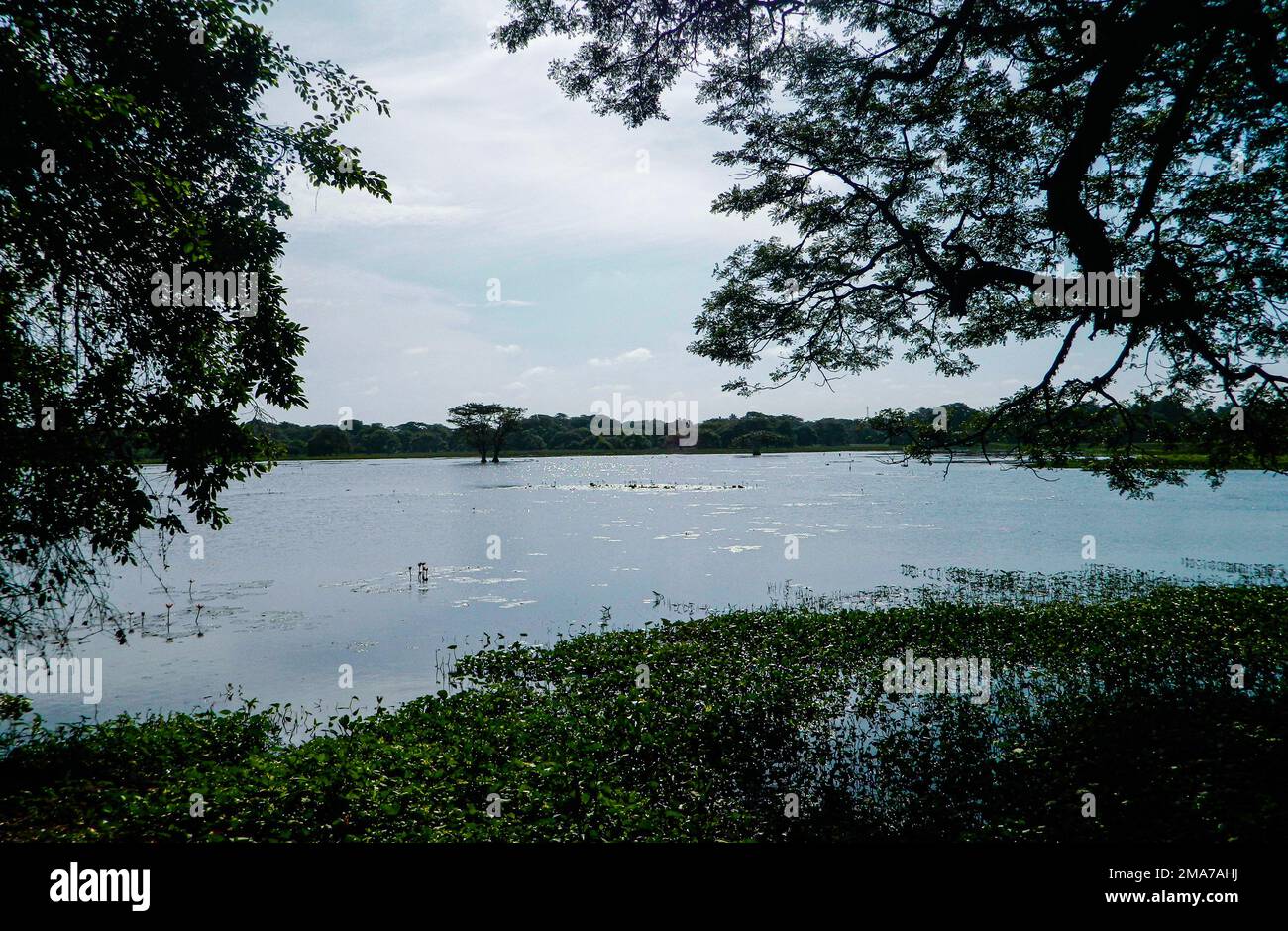 La zona umida di Anawilundawa è un santuario amministrato dal Dipartimento per la conservazione della fauna selvatica, Sri Lanka ed è stato dichiarato sito di Ramsar nel 1971, una delle prime tre zone umide di Ramsar dichiarate. Si trova tra Chilaw e Puttalam in Arachchikattuwa Divisione Segreteria Divisionale, provincia nord occidentale. Si estende su una superficie di of1397 ettari. La foresta paludosa di mangrovie e paludi d'acqua dolce, le coste di acqua salata e laghi d'acqua dolce sono tre ecosistemi principali incontrati il santuario delle zone umide. È un habitat per molte specie avifaunistiche native e migranti, nonché per mammiferi e draghi Foto Stock