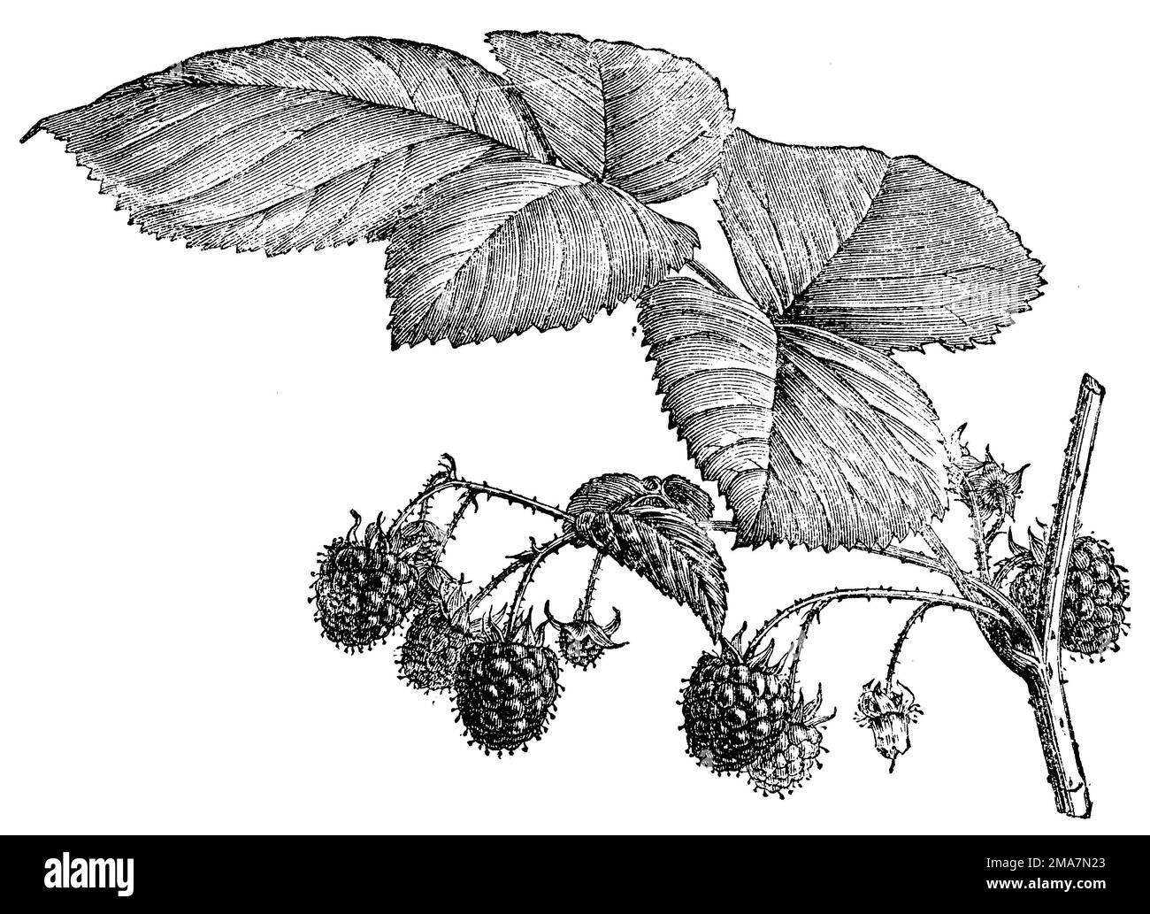 lampone, Rubus idaeus, (libro giardino, 1877), Himbeere, più framboisier Foto Stock