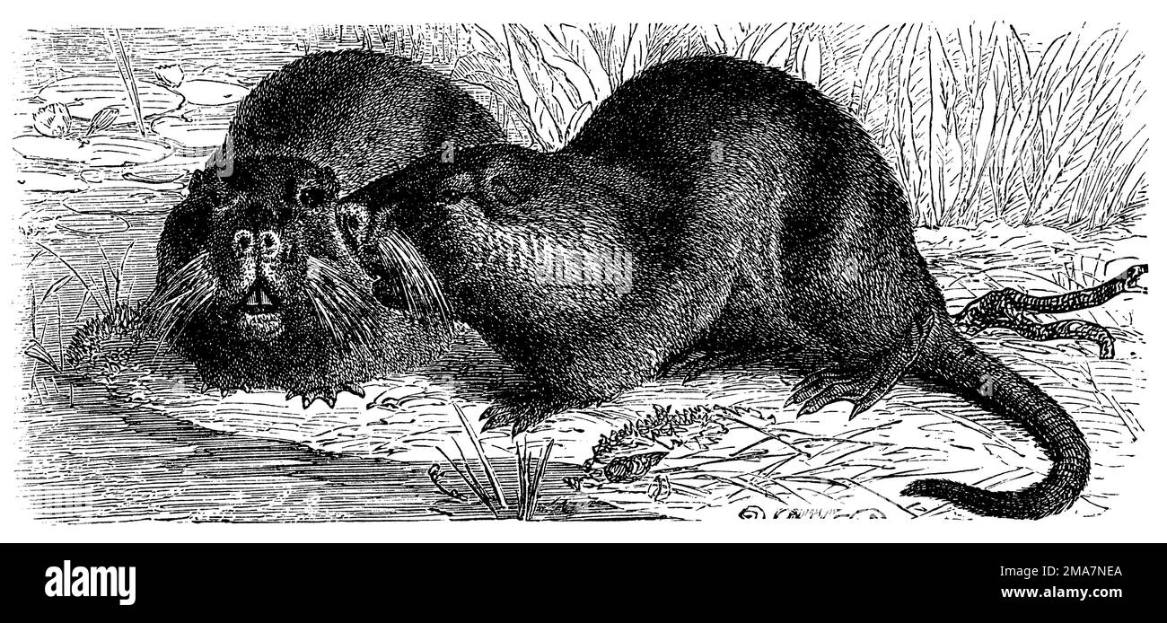 Nutria, Myocastor coypus, unleserlich (enciclopedia, 1888), Nutria, ragondina Foto Stock