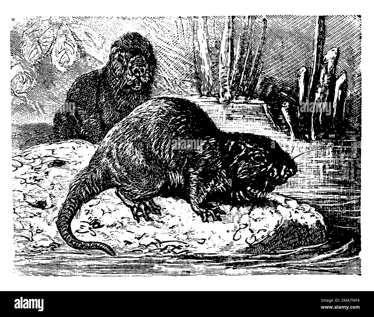 Nutria, Myocastor coypus, (enciclopedia, 1891), Nutria, ragondina Foto Stock