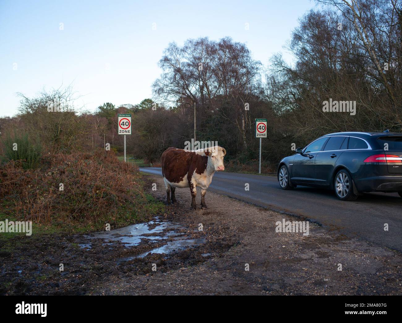 Una grande mucca cornuta si trova accanto ai segnali di velocità appena fuori dalla strada nel parco nazionale della Nuova Foresta quasi come avvertimento per l'automobilista a Rallenta. Foto Stock