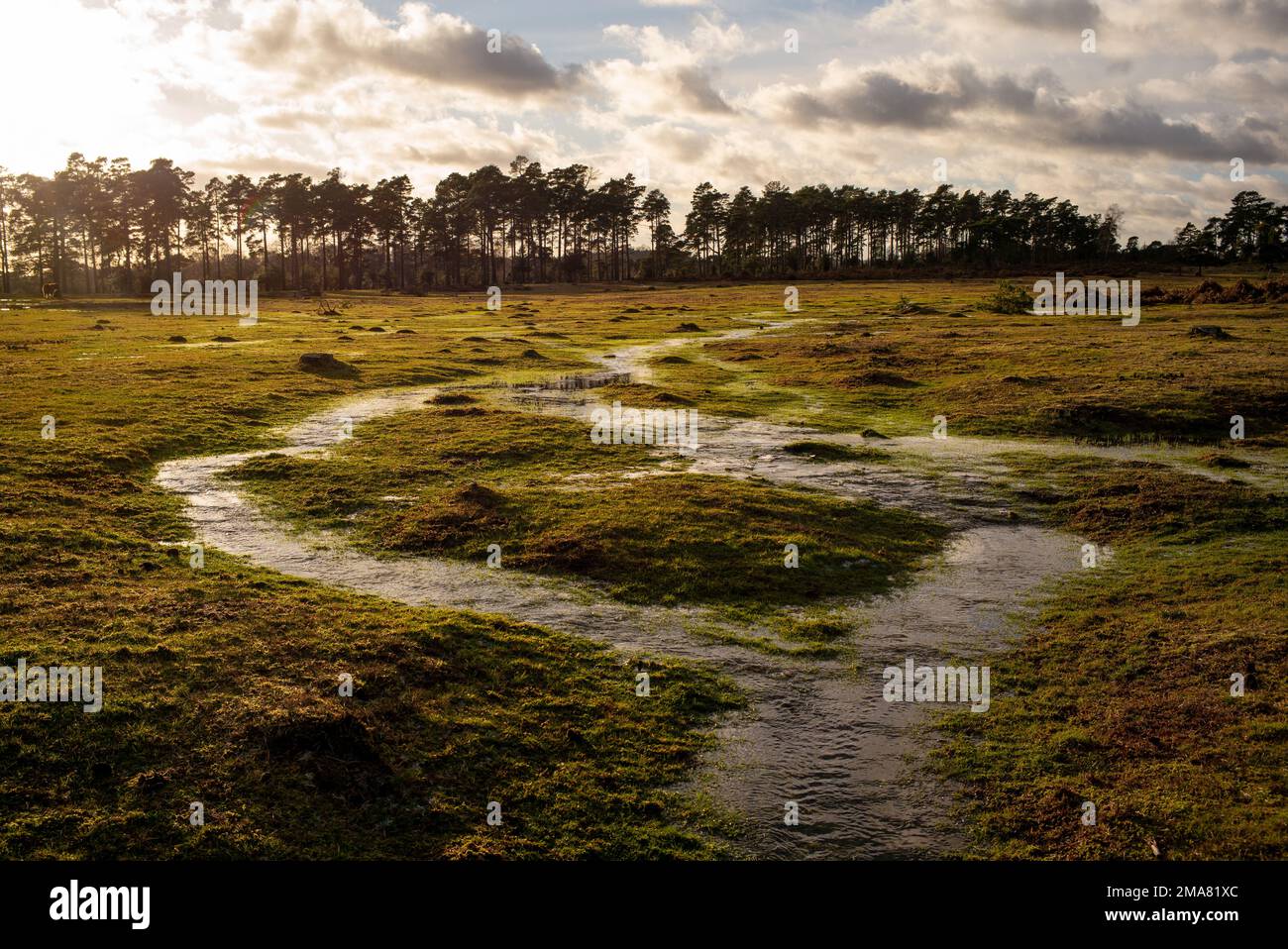 Le zone umide si trovano nella New Forest Hampshire Inghilterra, dove l'acqua ghiacciata mette in evidenza visivamente il movimento dell'acqua attraverso l'area che si alimenta nei ruscelli. Foto Stock