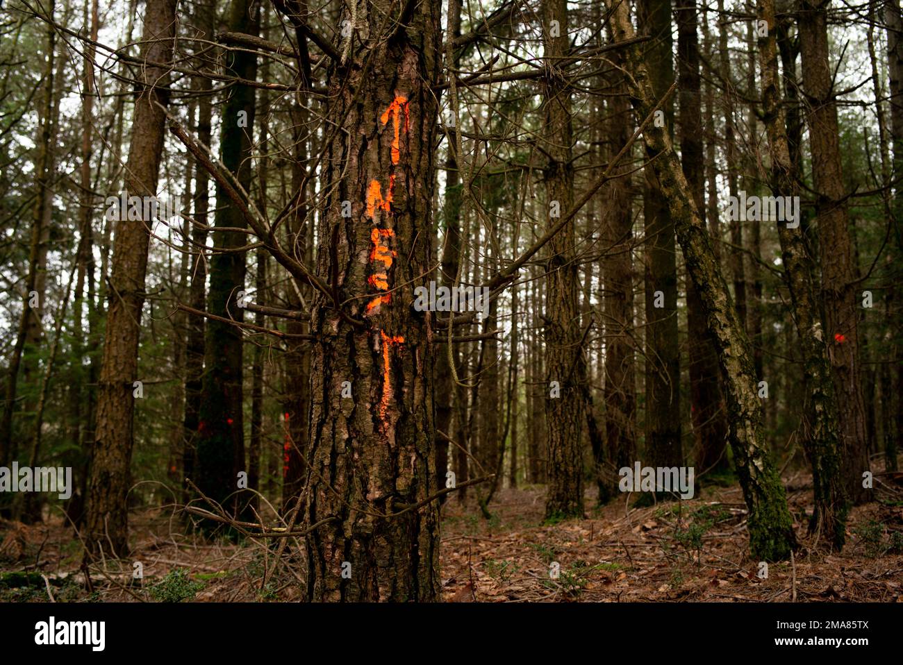 Albero segnato con nido in vernice spray nel New Forest Hampshire. Parte del lavoro di gestione forestale per mantenere e smagrire la biodiversità boschiva. Foto Stock