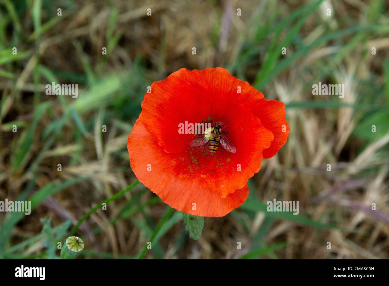 Un'ape all'interno di un papavero di oppio rosso Foto Stock