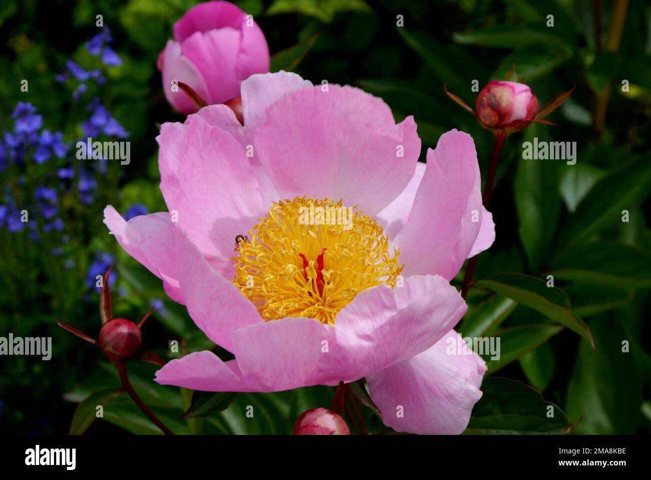 Fiore di Paeonia Lactiflora Rosa 'Peony Cinese' (Peony) in esposizione al RHS Garden Bridgewater, Worsley, Greater Manchester, UK. Foto Stock