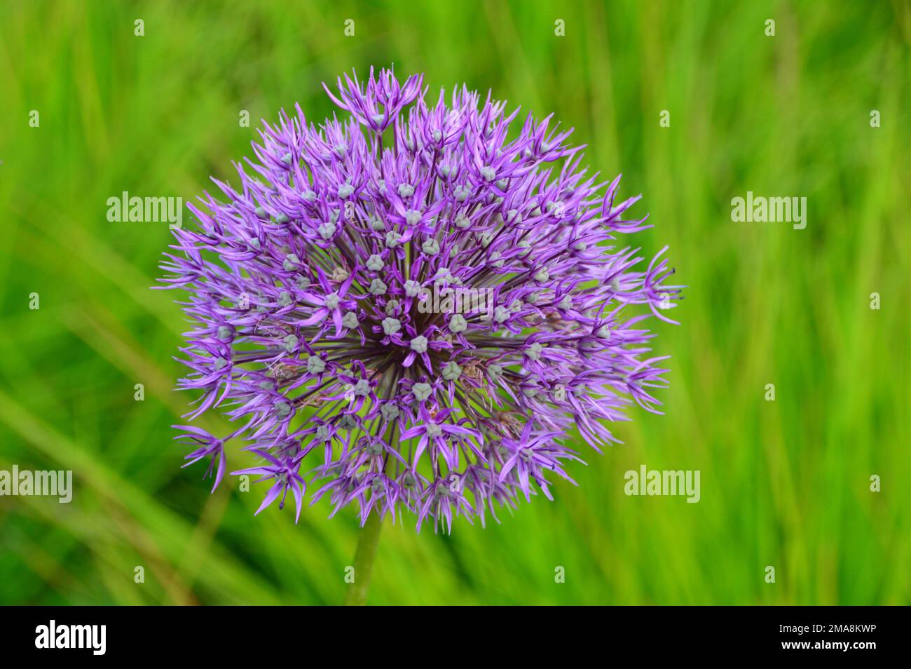 Single Tall Purple Globe Allium 'Beau Regard' Flower Head on Display a RHS Garden Bridgewater, Worsley, Greater Manchester, UK. Foto Stock