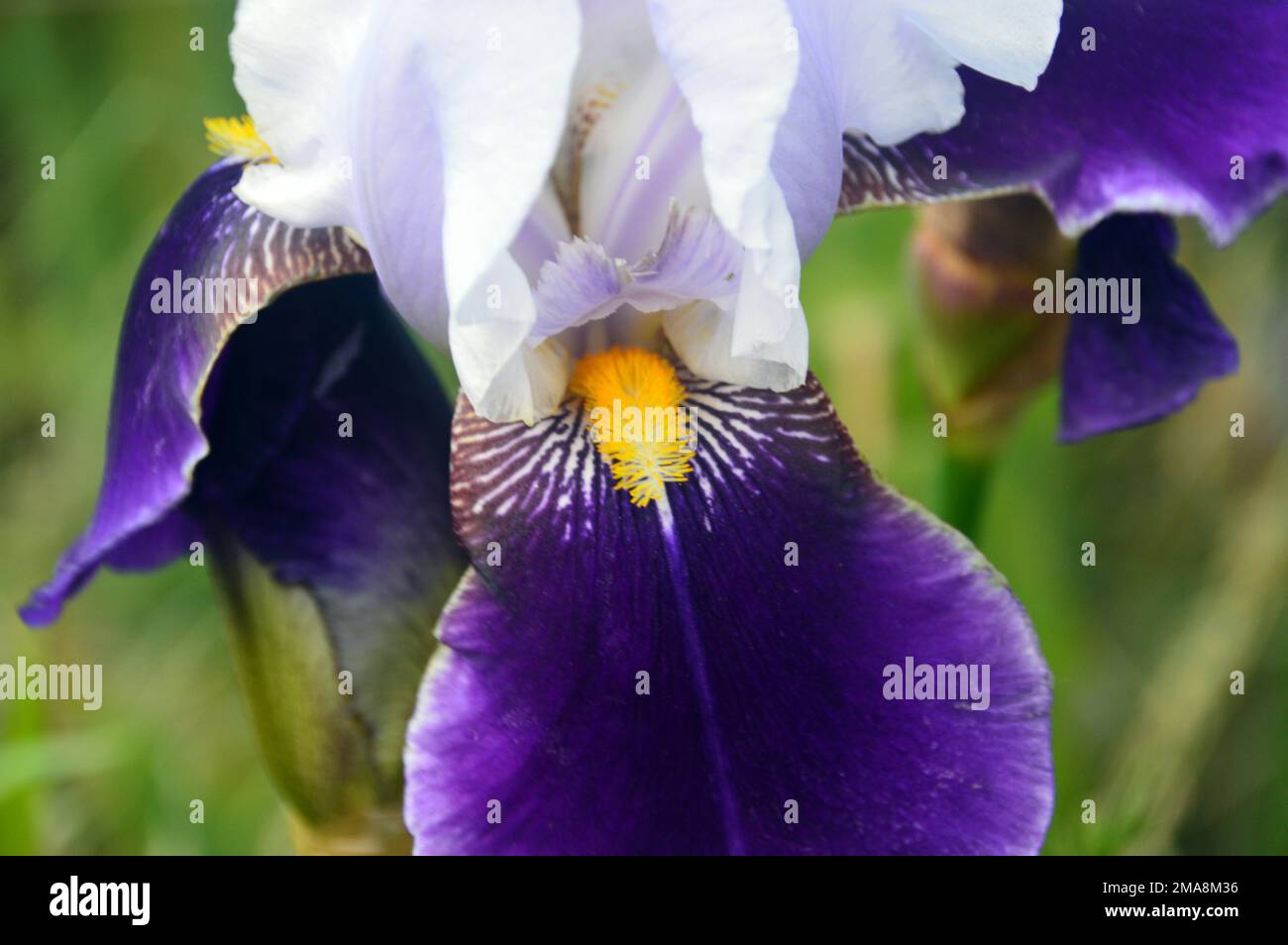 Singola testa di fiore Viola/Bianco Iris 'Braithwaite' con barba gialla coltivata a RHS Garden Bridgewater, Worsley, Greater Manchester, UK. Foto Stock