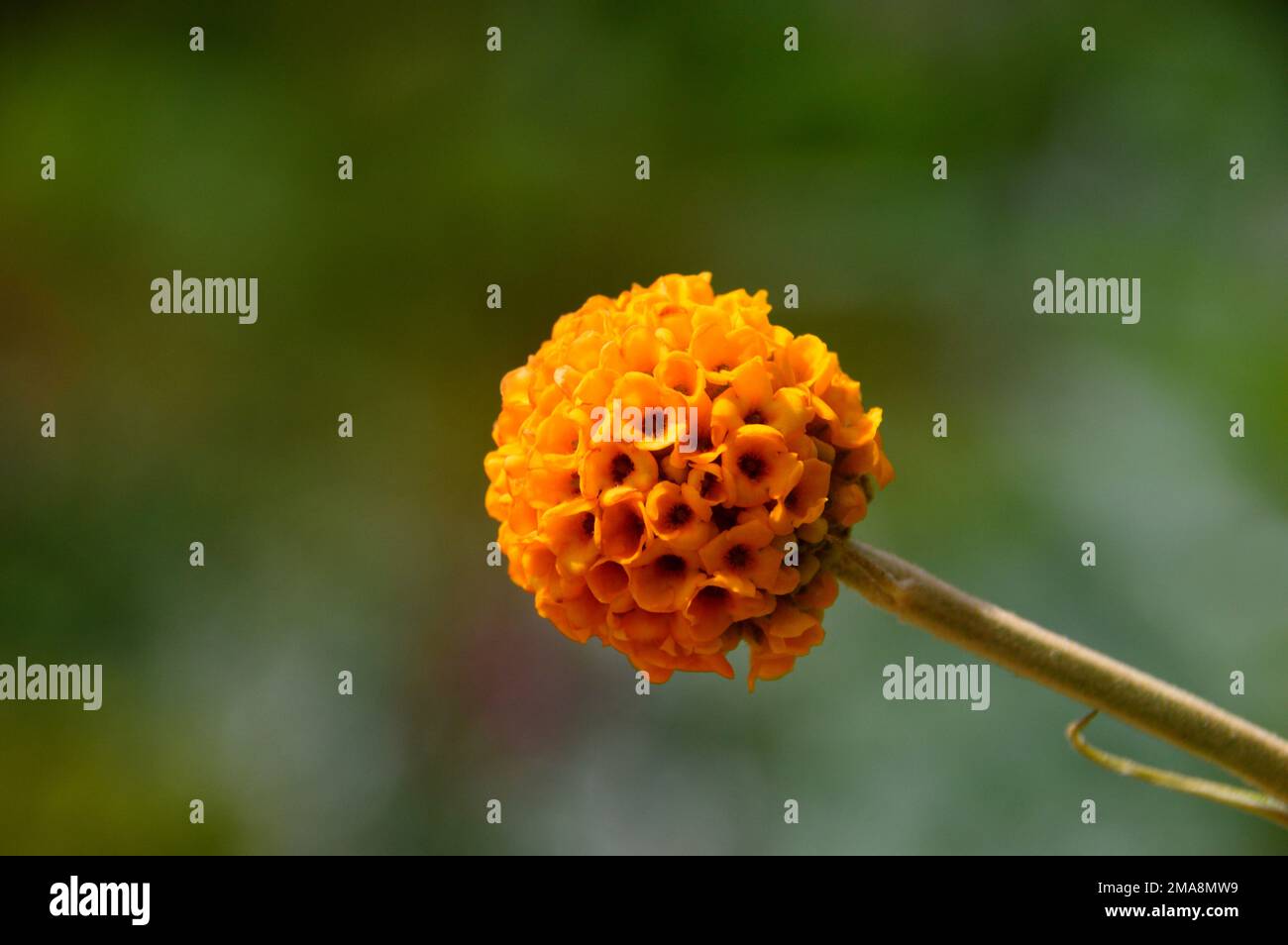 Singolo arbusto in fiore Orange Buddleja globosa 'Orange Ball Tree' a RHS Garden Bridgewater, Worsley, Greater Manchester, UK. Foto Stock