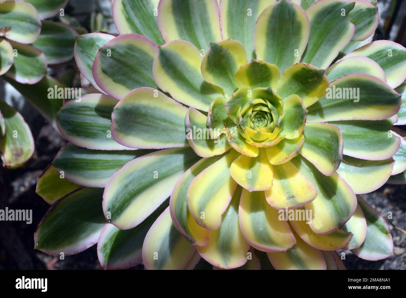 Aeonium variegato 'Sunburst' (ruota di rame) Rosette in Sunshine cresciuto a RHS Garden Bridgewater, Worsley, Greater Manchester, UK. Foto Stock