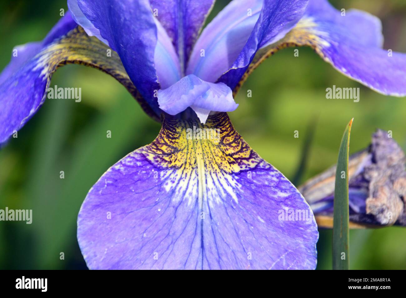 Single Blue Iris sibirica 'Silver Edge' (Iris siberiano) Fiore cresciuto a RHS Garden Bridgewater, Worsley, Greater Manchester, UK. Foto Stock