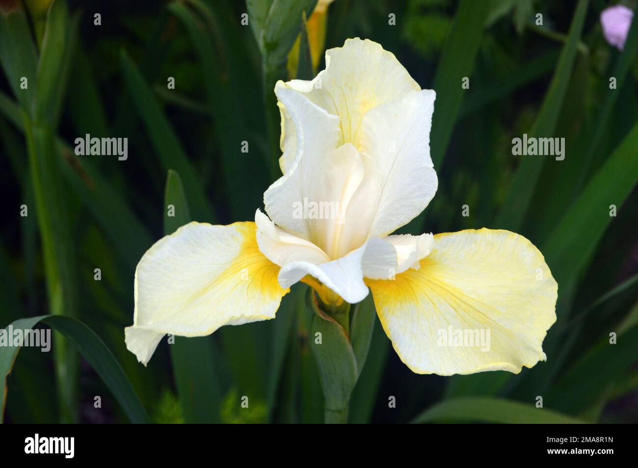 Single White Iris sanguinea 'Snow Queen' (Iris siberiano) Fiore cresciuto a RHS Garden Bridgewater, Worsley, Greater Manchester, UK. Foto Stock
