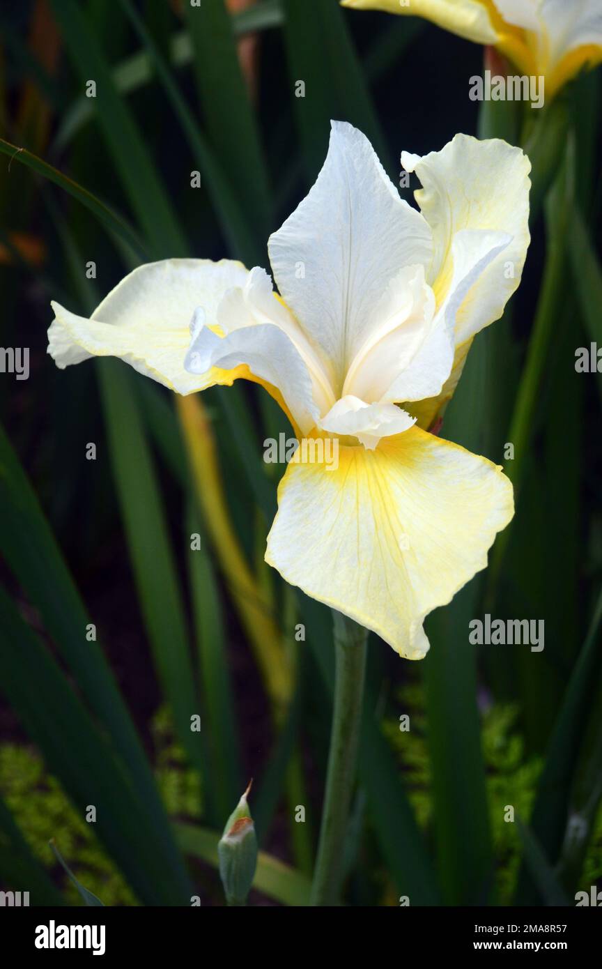 Single White Iris sanguinea 'Snow Queen' (Iris siberiano) Fiore cresciuto a RHS Garden Bridgewater, Worsley, Greater Manchester, UK. Foto Stock
