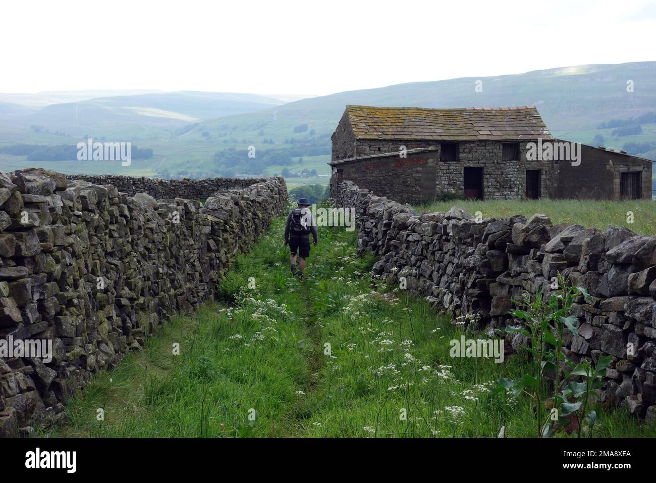 Man Walking on Path between Two Dry Stone Walls by a Stone Barn near the Pennine Way in Hawes Wensleydale, Yorkshire Dales National Park, England, UK. Foto Stock