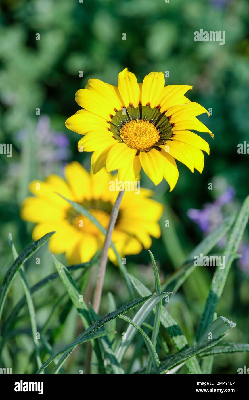Gazania Michael, fiore del tesoro Michael, che sparge perenni, fiori gialli con una zona rosso-marrone e verde oliva Foto Stock