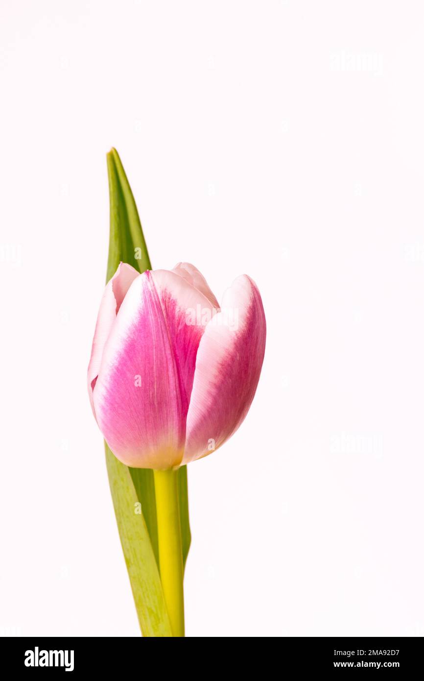 Fiore di tulipano rosa e bianco su uno sfondo piano Foto Stock