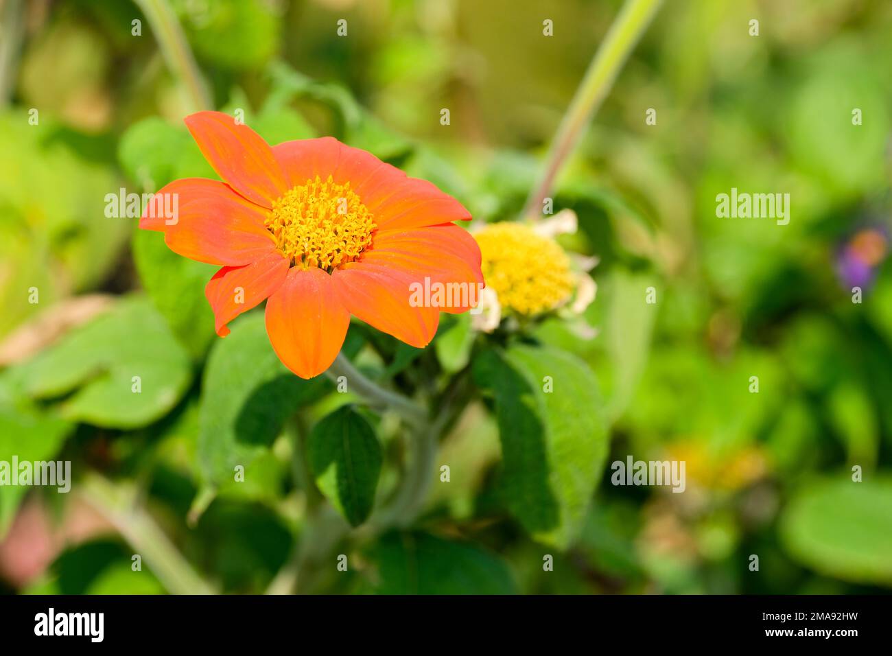 Torcia Tithonia rotundifolia, torcia messicana a girasole, fiore d'arancio Foto Stock