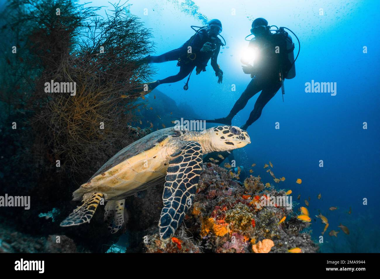 Turtle nuoto subacquei in riva al mare nelle Maldive, Oceano Indiano Foto Stock