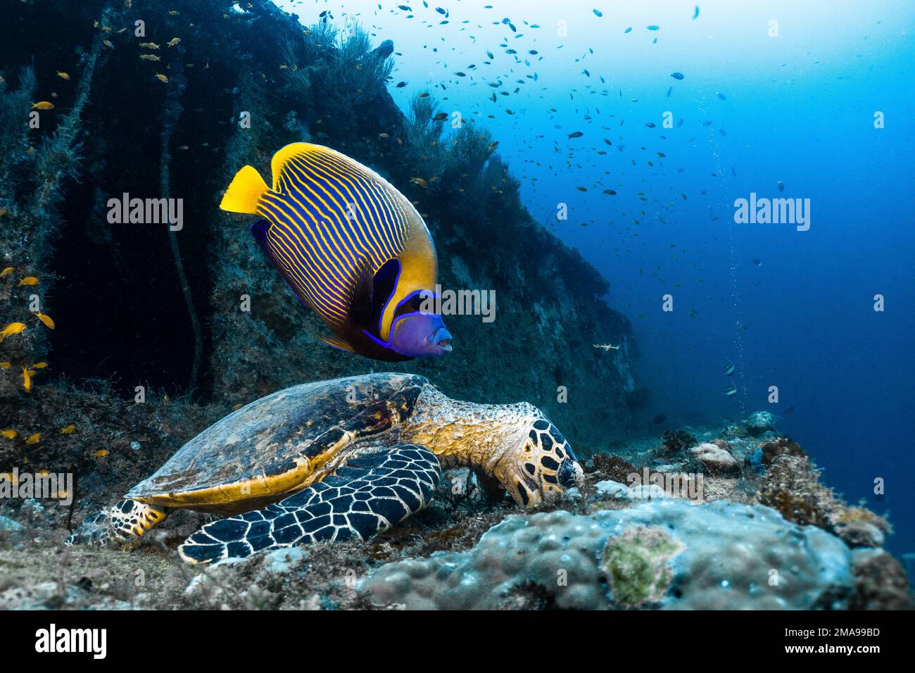 Tartaruga e angelo Imperatore che si nutrono nella barriera corallina di Kuda giri relitto alle Maldive, Oceano Indiano Foto Stock