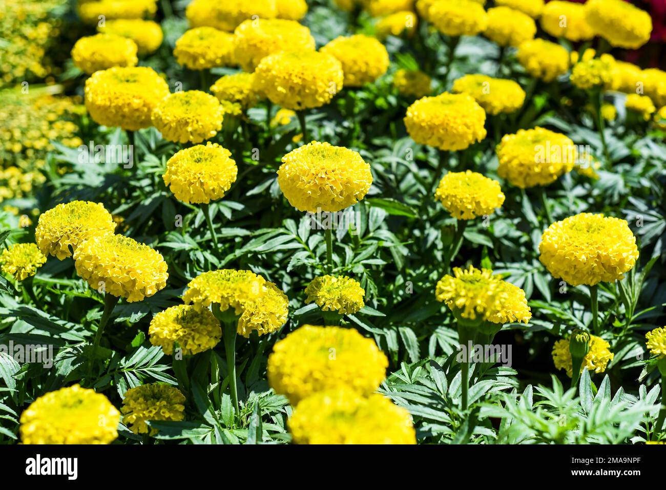 Tagetes erecta, il marigold azteco o fiori di marigold messicani che crescono come decorazione per il Capodanno lunare Tet in Vietnam Foto Stock