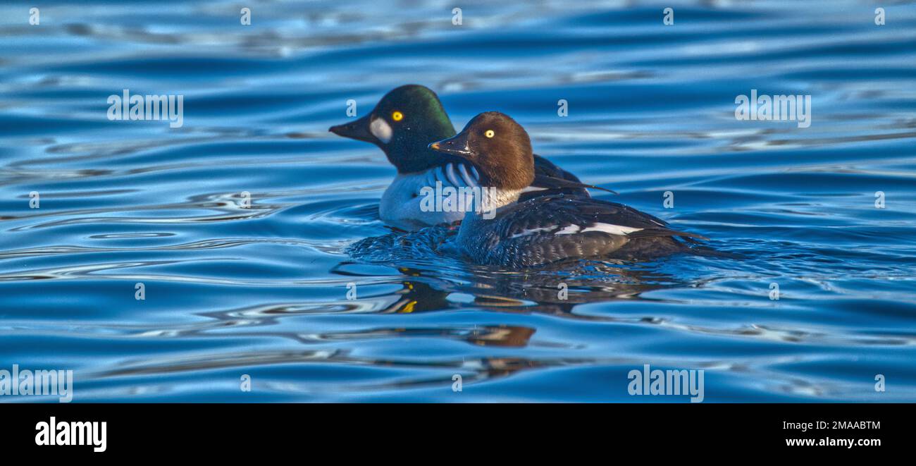 Anatre Goldeneye comuni Foto Stock