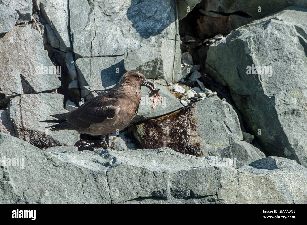 Sud polare skua Stercorarius maccormicki mangiare un altro uccello Hydrurga Rocks penisola antartica Foto Stock