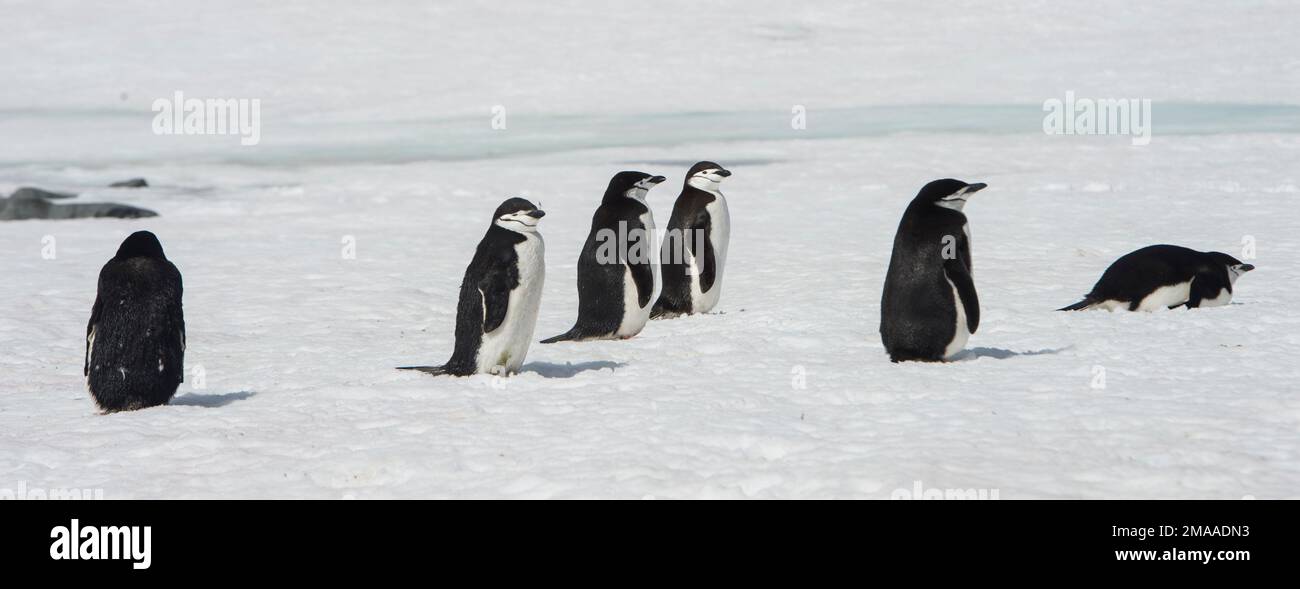 Pinguini di cinta, Pigoscelis antarcticus a Palava Point, penisola antartica Foto Stock