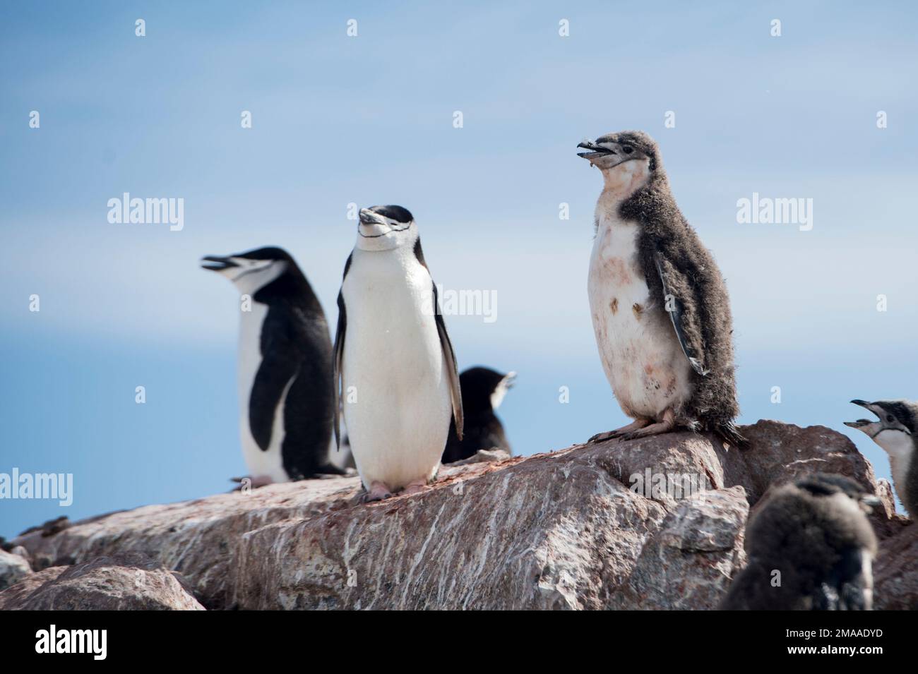 Pinguini di cinta, Pigoscelis antarcticus a Palava Point, penisola antartica Foto Stock