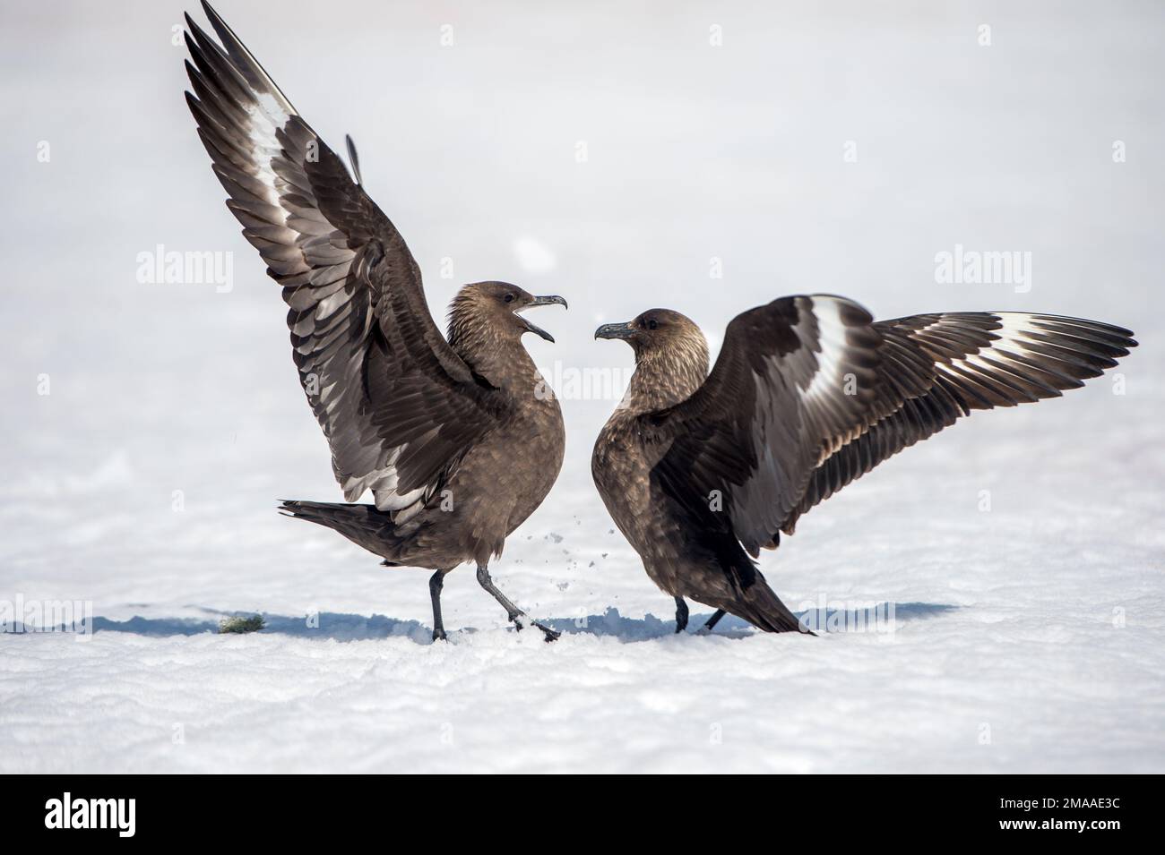 Skuas gigante, Stercorarius skua, combattendo a Palava Point, Antartide Foto Stock