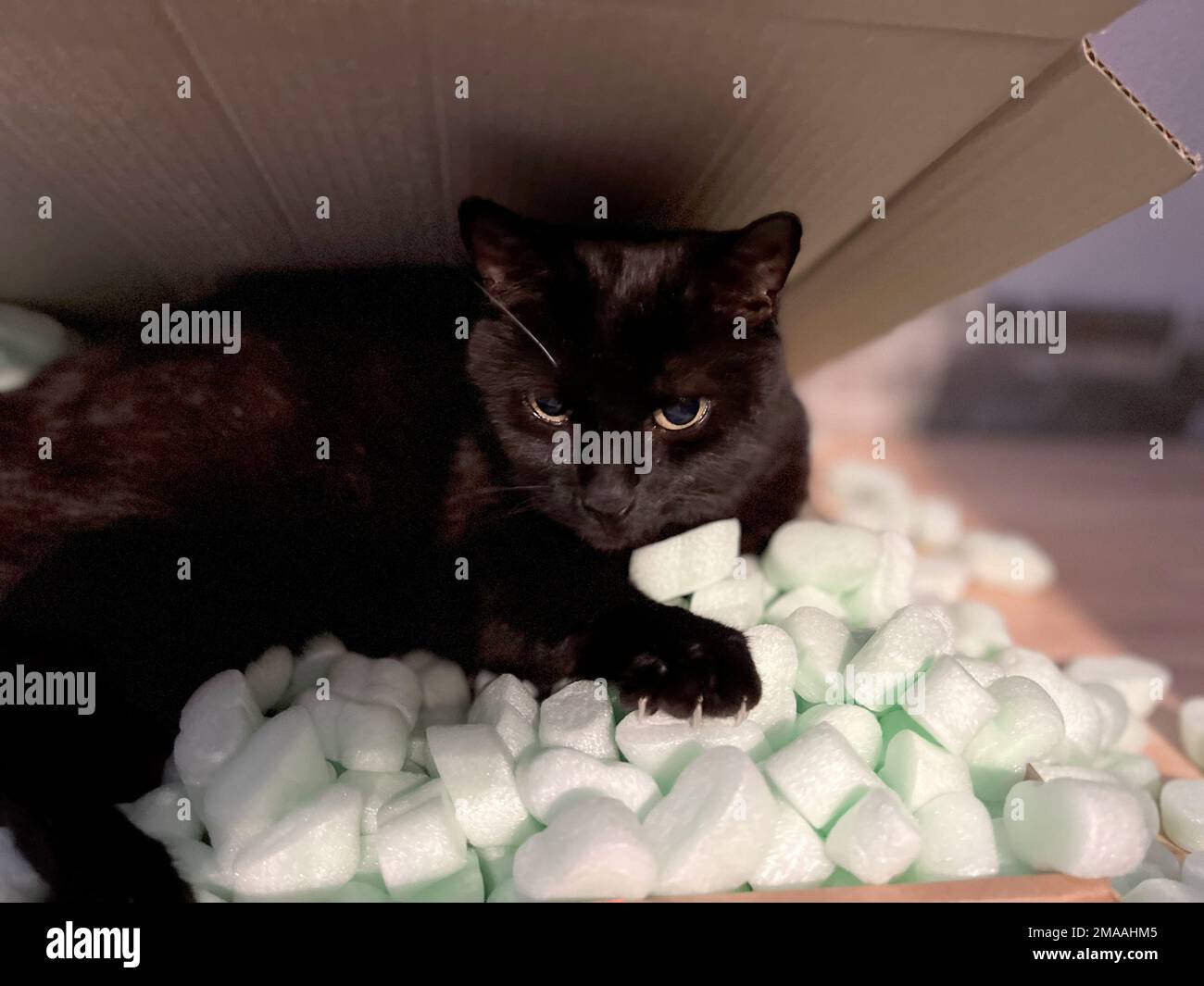 Gatto si trova in una scatola e gioca Foto Stock