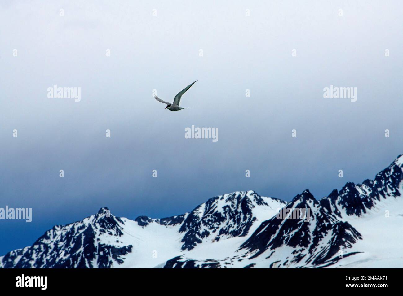 La Terna artica (Sterna paradisaea) vola in volo sotto il sole di mezzanotte. Nave da crociera della spedizione Greg Mortimer nell'arcipelago di Svalbard, Norvegia artica. Zo Foto Stock