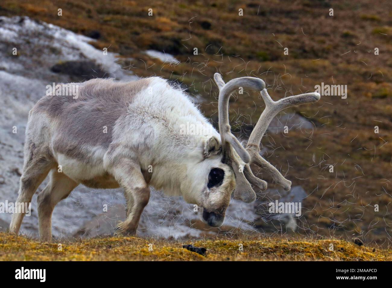 Renne tarandus platyrhynchus di Rangifer nella baia di Faksevagen (Faksevagen). Nave da crociera della spedizione Greg Mortimer nell'arcipelago di Svalbard, Artico Foto Stock