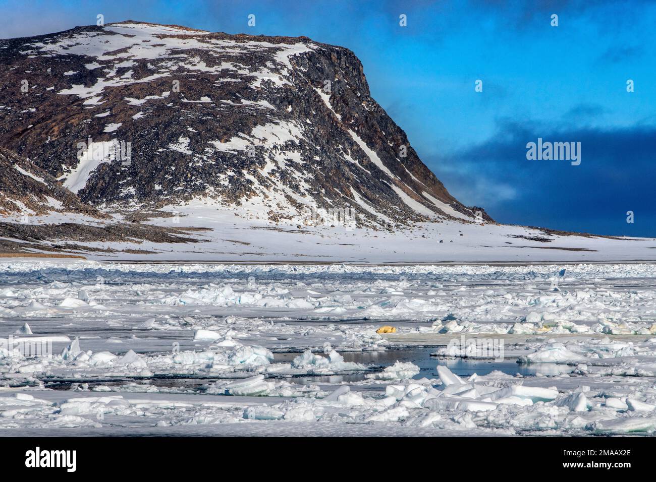 Orso polare vicino a Phippsoya, Svalbard, nave da crociera della spedizione Greg Mortimer nell'arcipelago di Svalbard, Norvegia artica. Phippsøya (anglicizzato come Phipps i Foto Stock