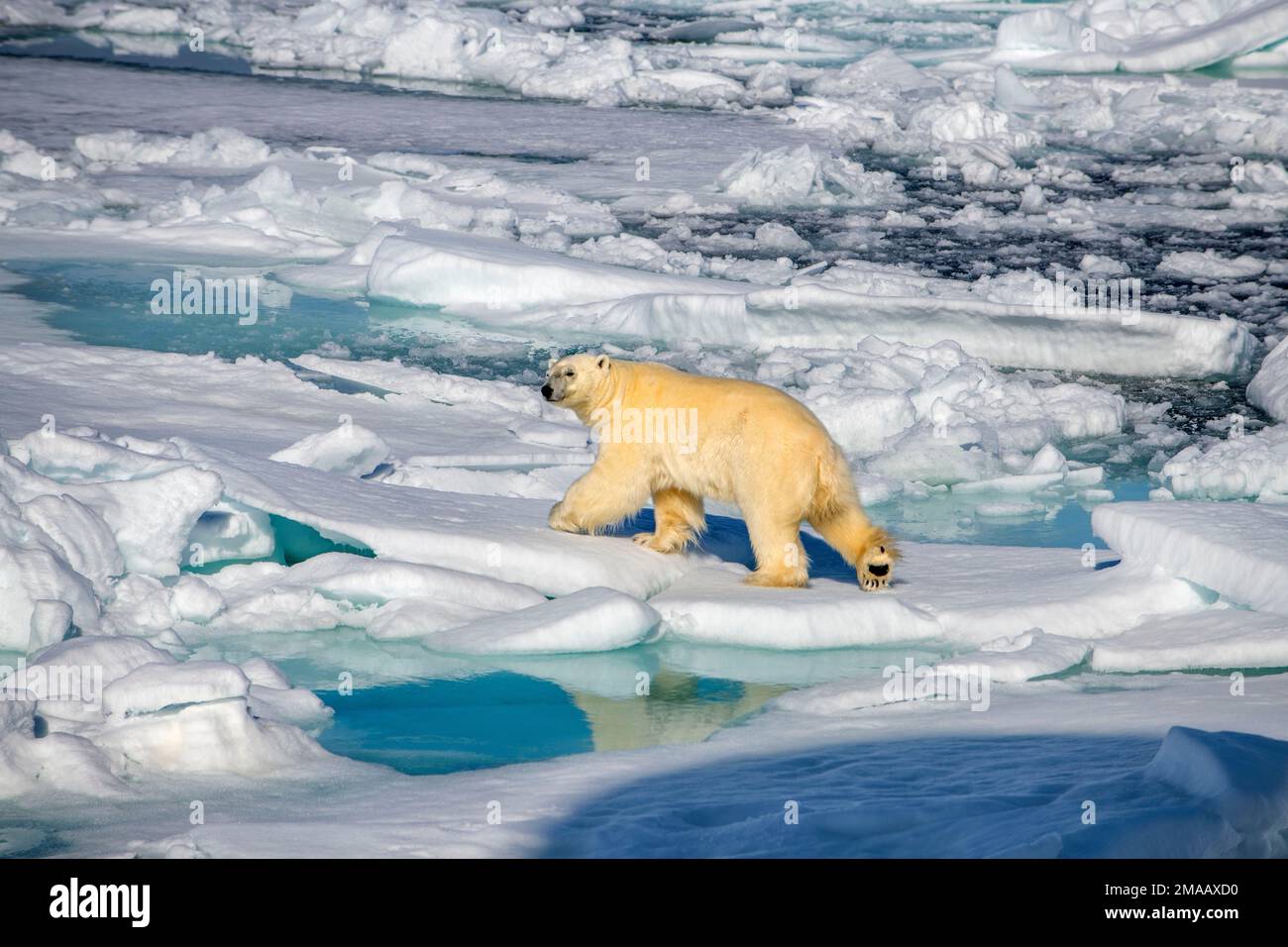 Orso polare vicino a Phippsoya, Svalbard, nave da crociera della spedizione Greg Mortimer nell'arcipelago di Svalbard, Norvegia artica. Phippsøya (anglicizzato come Phipps i Foto Stock