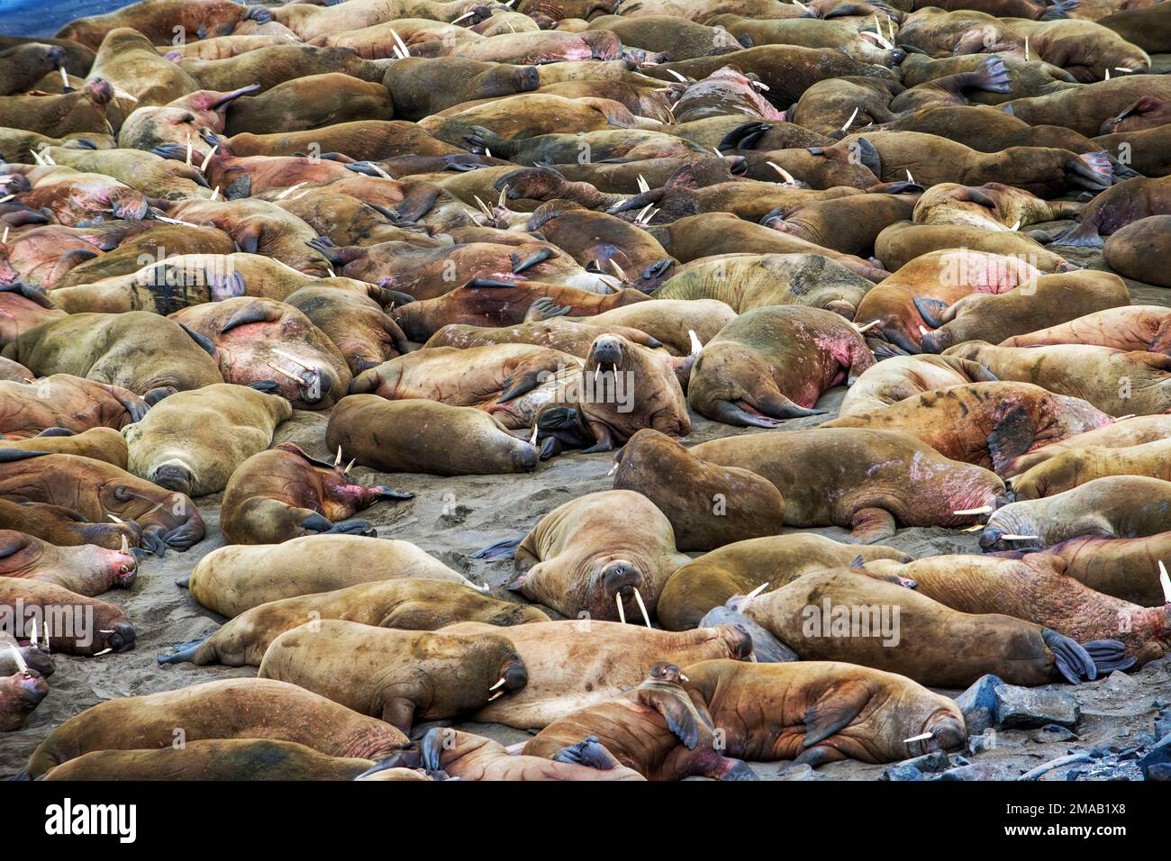 Colonia di Walrus (Odobenus rosmarus), nella baia di Faksevagen Fakse (Faksevagen). Nave da crociera della spedizione Greg Mortimer nell'arcipelago di Svalbard, Norvegia artica Foto Stock