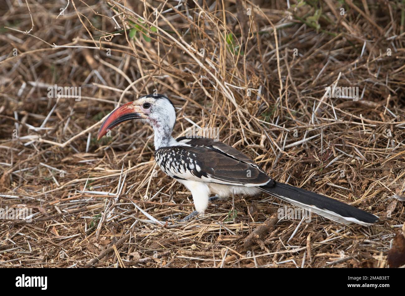 Ornbilla a fattura rossa (Tockus erythrorhynchus) che foraggio a terra Foto Stock