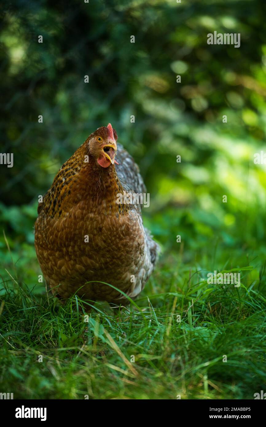 Bielefelder gallina in un prato estivo Foto Stock