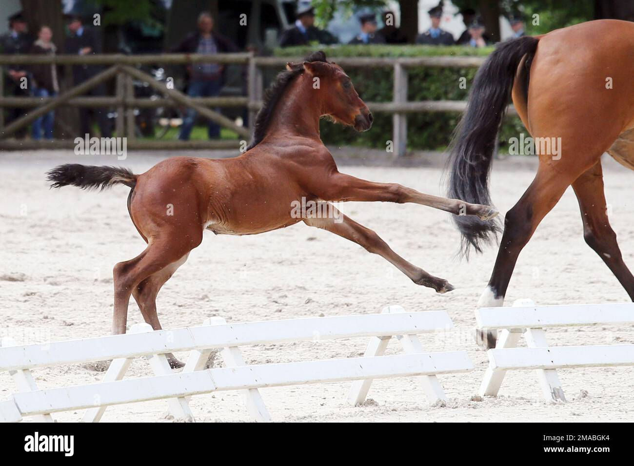 29.05.2022, Germania, Sassonia, Graditz - Foal Bucking alla mostra di stud. 00S220529D094CAROEX.JPG [VERSIONE DEL MODELLO: NO, VERSIONE DEL MODELLO: NO (c) immagini caro / Foto Stock