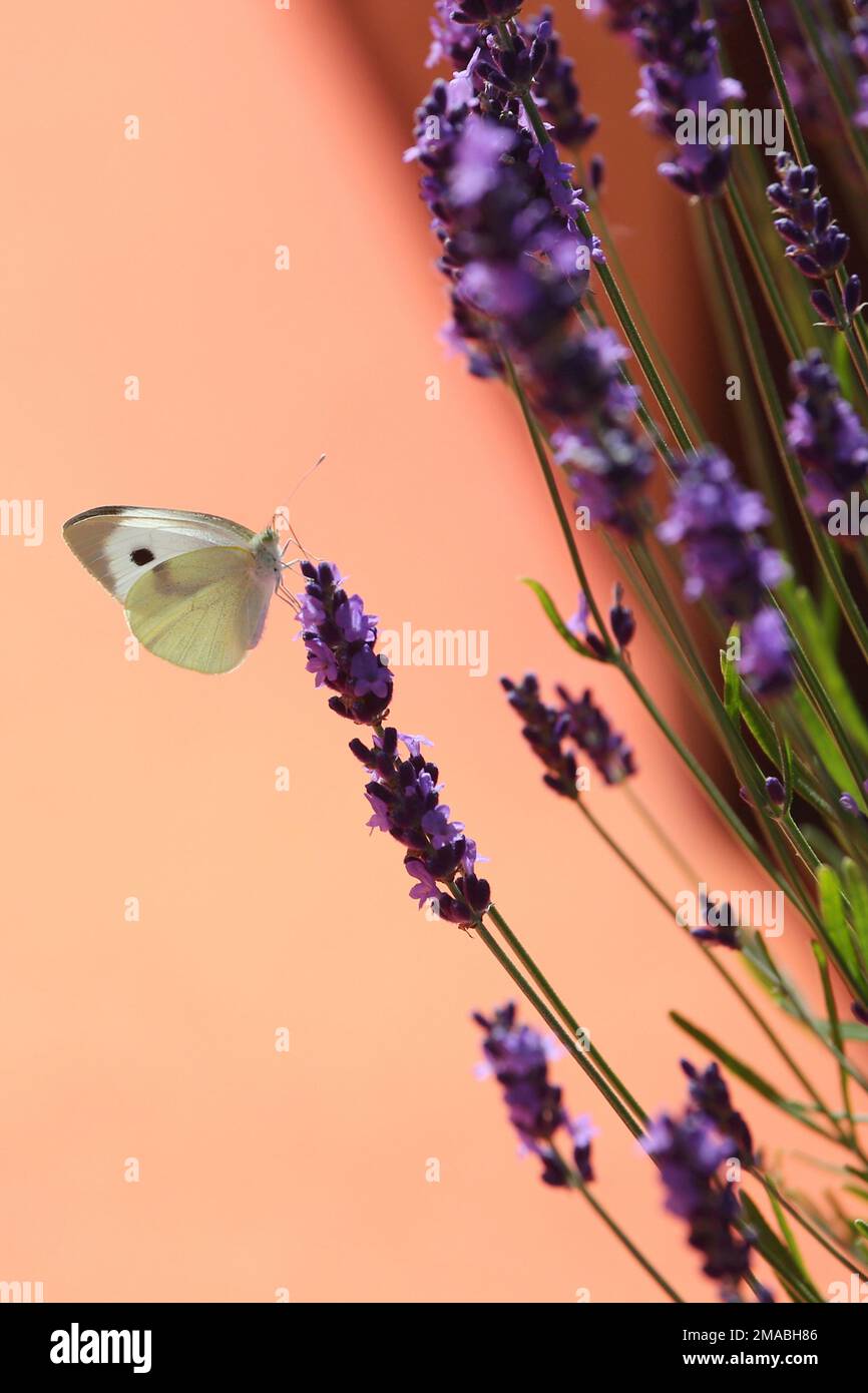 02.07.2022, Germania, città anseatica di Amburgo, Amburgo - il bianco di cavolo grande succhia il nettare da un fiore di lavanda. 00S220702D488CAROEX.JPG [MODELLO RELE Foto Stock