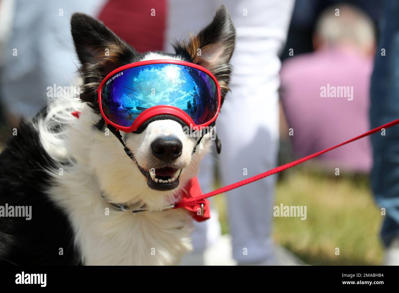 02.07.2022, Germania, città anseatica di Amburgo, Amburgo - cane che indossa occhiali da sole per cani. 00S220702D489CAROEX.JPG [VERSIONE DEL MODELLO: NO, VERSIONE DEL MODELLO: NO (C Foto Stock