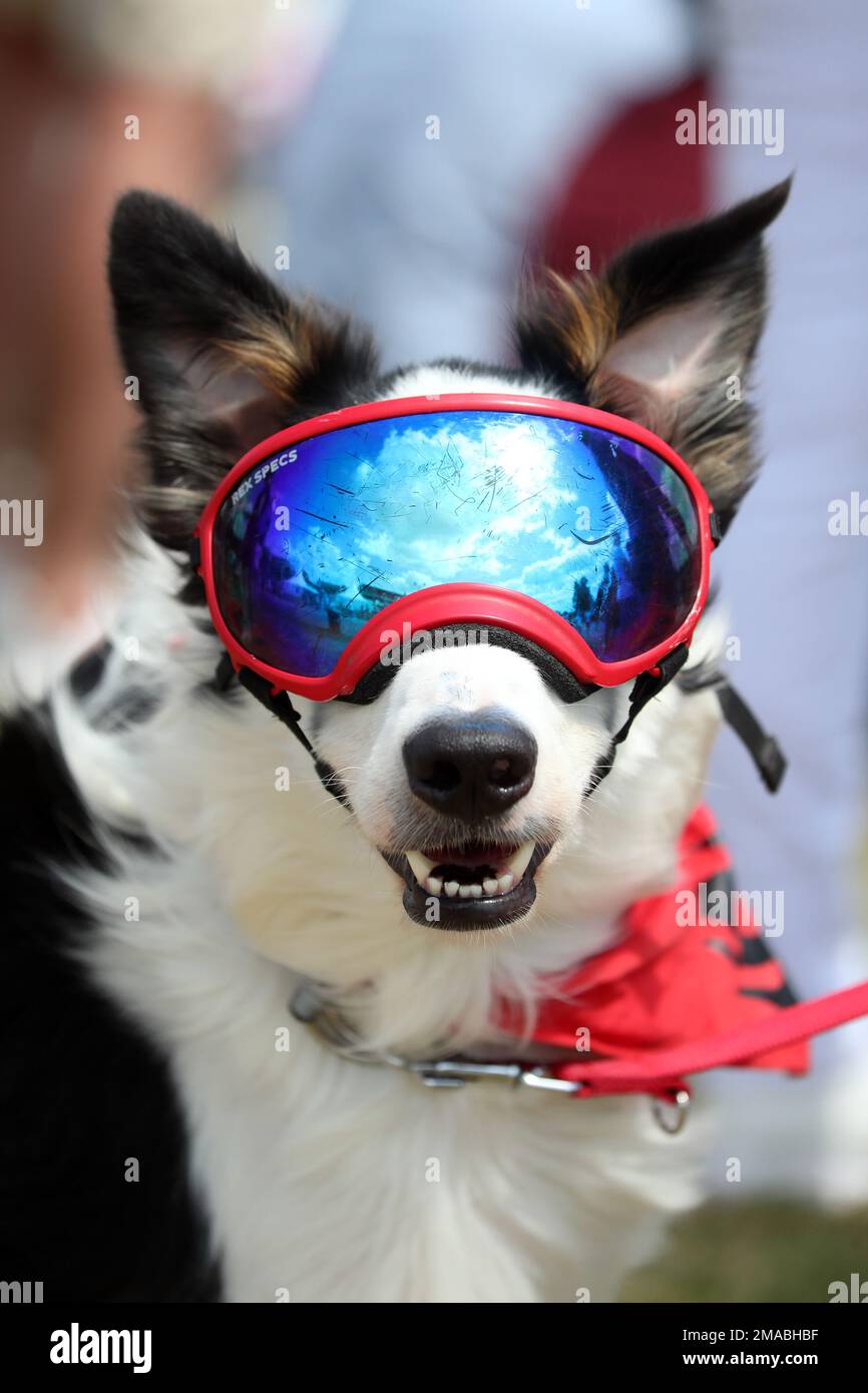 02.07.2022, Germania, città anseatica di Amburgo, Amburgo - cane che indossa occhiali da sole per cani. 00S220702D491CAROEX.JPG [VERSIONE DEL MODELLO: NO, VERSIONE DEL MODELLO: NO (C Foto Stock