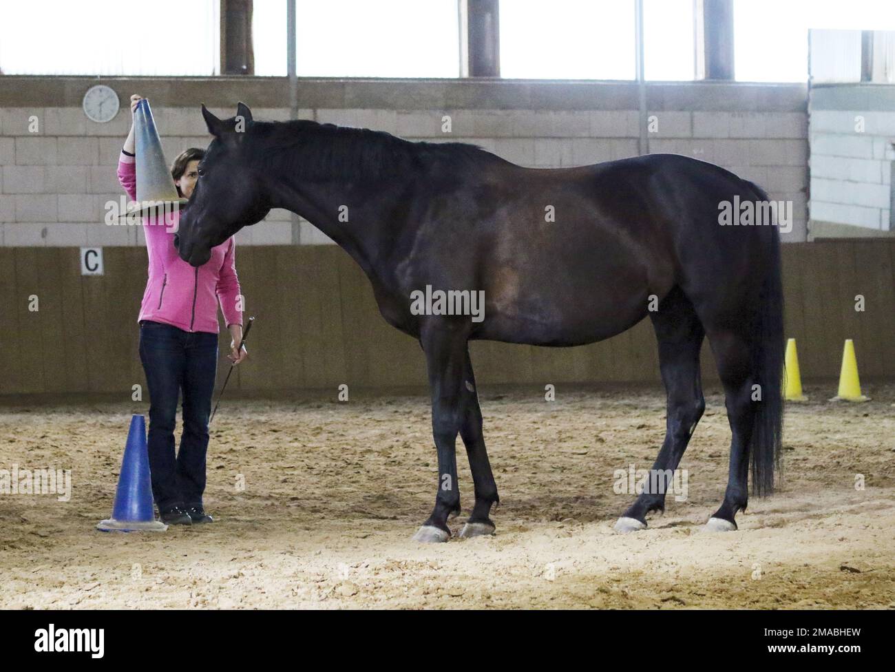 16.07.2022, Germania, bassa Sassonia, Amelinghausen - la donna mostra il suo cavallo un pilone in un'arena coperta. 00S220716D624CAROEX.JPG [VERSIONE DEL MODELLO: NO, MODELLO Foto Stock