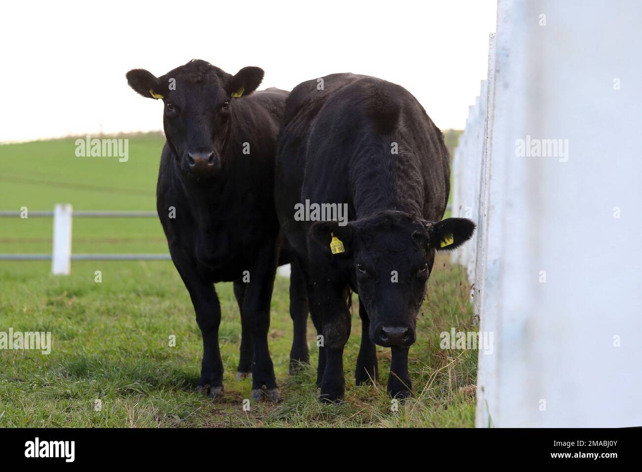 24.10.2022, Germania, Renania settentrionale-Vestfalia, Roedinghausen - Roedinghausen, Germania - bovini guardando attentamente allo spettatore. 00S221024D147CAROEX.JP Foto Stock
