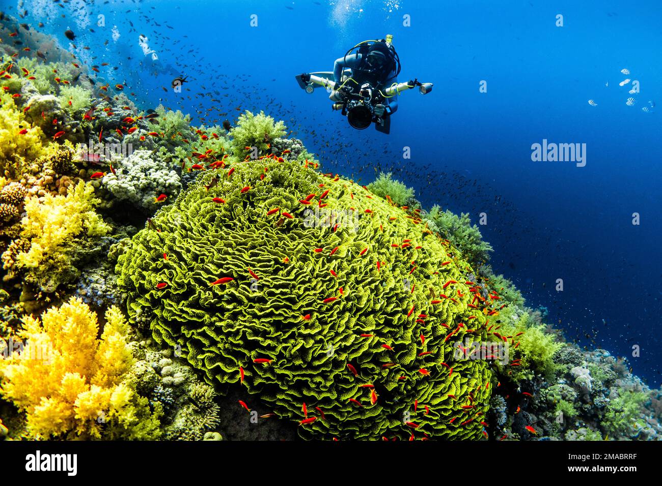 Traducerea acestei pagini Brain Coral de la en.wikipedia.org i coralli cerebrali si trovano nelle barriere coralline di acque calde poco profonde in tutti gli oceani del mondo. Loro Foto Stock