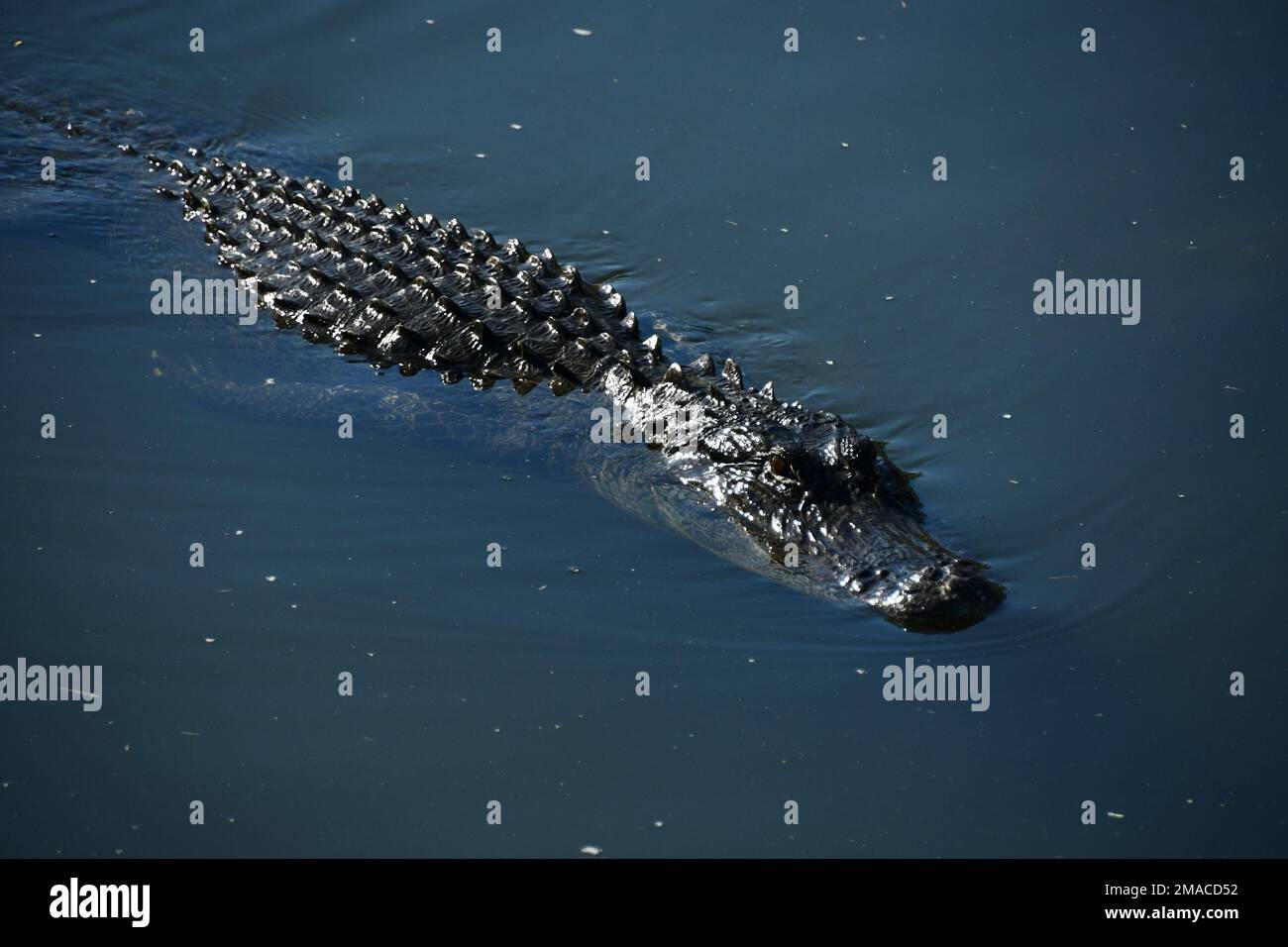 Lo sguardo tereficente di questo coccodrillo nell'acqua di questo fiume Foto Stock