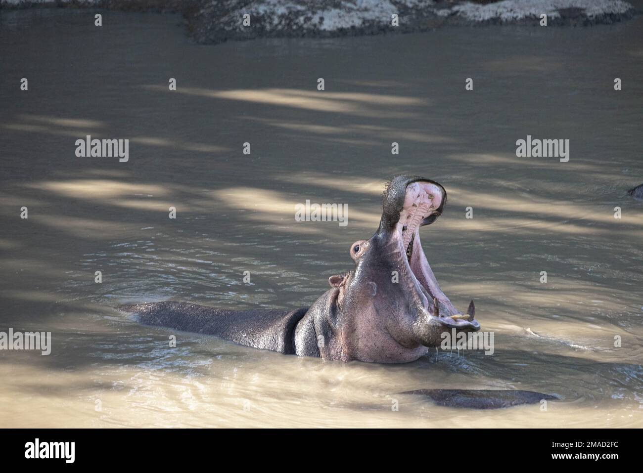 Ippopotami resto nel fiume di Masai Mara Foto Stock